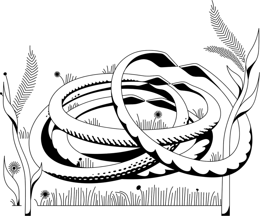 Sølvsider illustrasjon